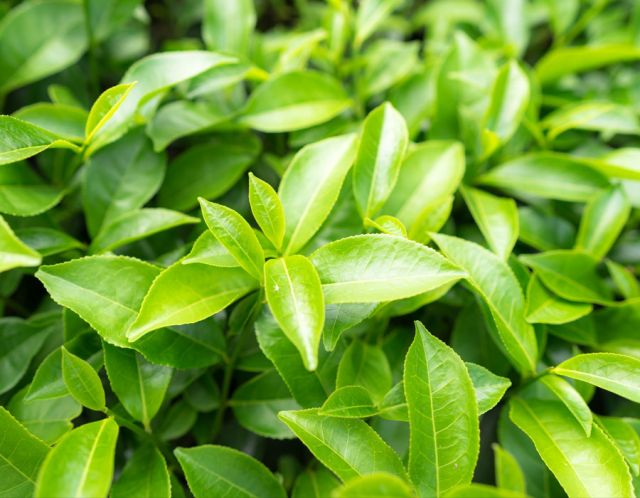 Nulios Grüner Tee Pflanzen