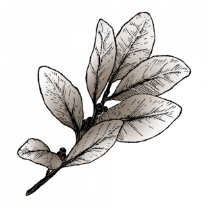 Bio Mate Zweig mit Blättern gezeichnet