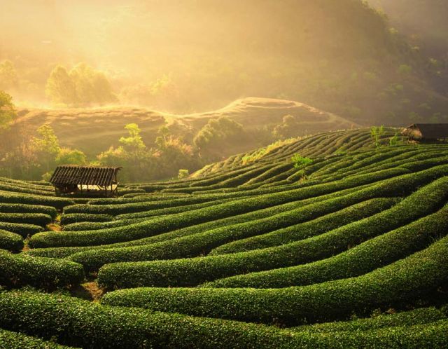 Nulios Teefelder Sonnenaufgang mit Dunstschleier